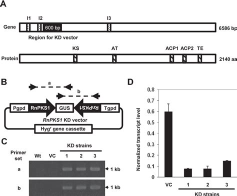 Table 1 From Functional Analysis Of A Melanin Biosynthetic Gene Using