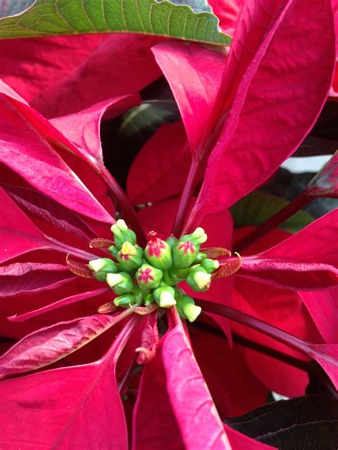 Poinsettia The Christmas Flower Only In Arkansas