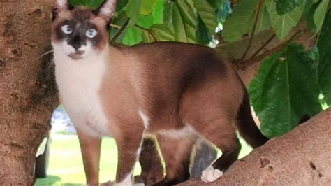 Gato Neko Desapareceu No Bairro Pioneiros Catarinenses Cgn O Maior