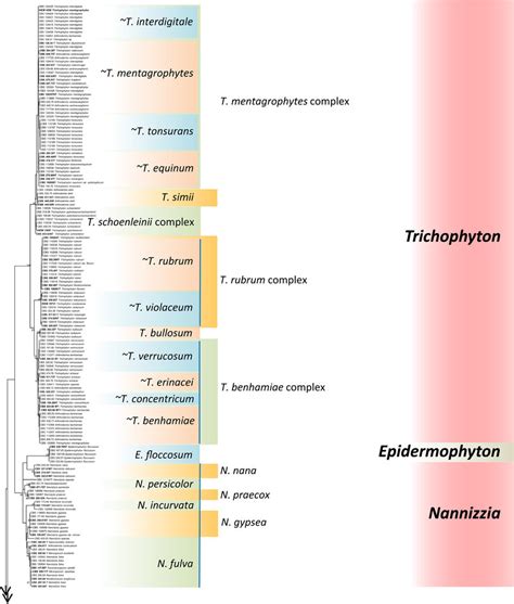 Maximum Likelihood Phylogenetic Tree Of Rdna Its Of 264 Dermatophyte Download Scientific