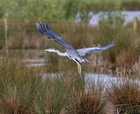 Grey Heron Bird Flying - Free photo on Pixabay - Pixabay