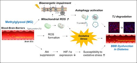 Antioxidants Free Full Text Methylglyoxal Induced Dysfunction In