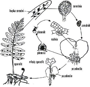 Biologia W Gimnazjum W Starczy Cykl Rozwojowy Paproci