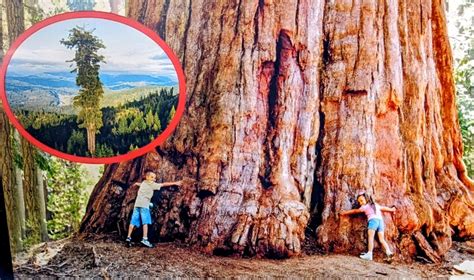 Visiting The World S Largest Tree In The U S Could Cost You Jail Time Rv Travel