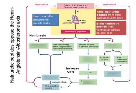 Natriuretic Peptides Key Terms And Definitions In Chemistry Flashcards