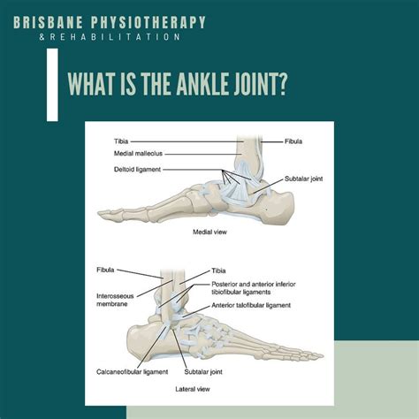 What is the Ankle Joint? - Brisbane Physiotherapy