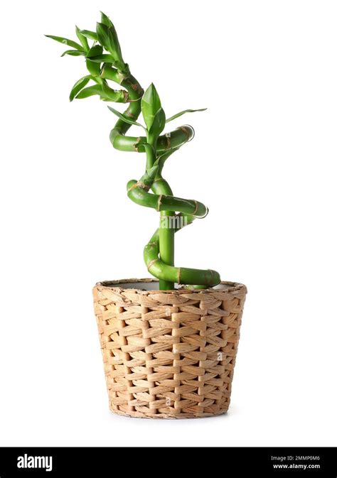 Pot with bamboo plant on white background Stock Photo - Alamy