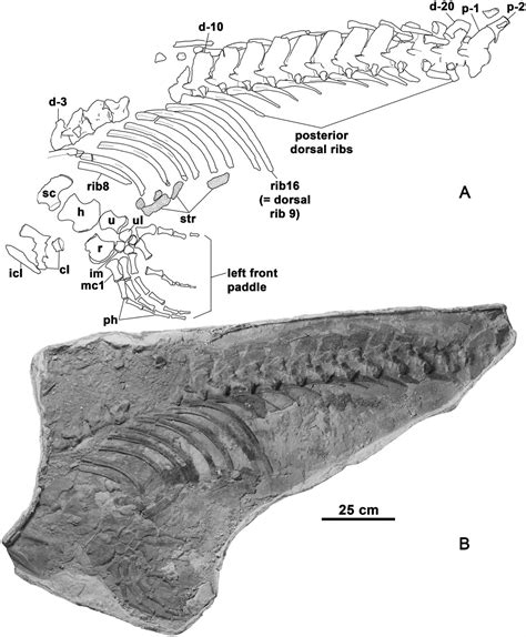 Platecarpus Tympaniticus Squamata Mosasauridae Osteology Of An