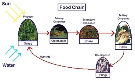 Food Chain, Food Web and Energy Pyramid - Prairie Post