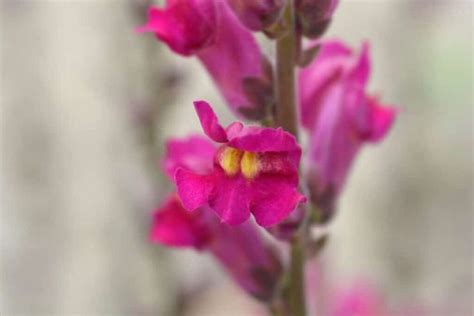 Incredible Meaning and Symbolism of Snapdragon Flower and Color | Florgeous