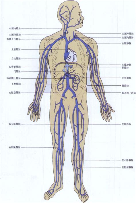 第二节 全身血管解剖结构 心血管 医学