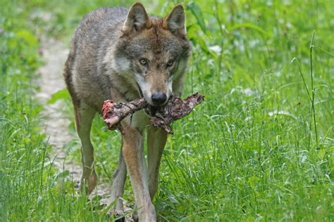 Images Gratuites Fissure Prédateur Vertébré Porc Photographie De