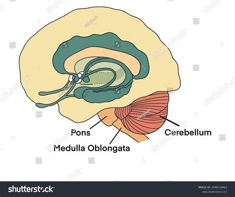 Medulla Oblongata Pons Cerebellum Brain Diagram Stock Illustration ...