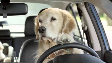 Síntesis de 39 artículos como llevar al perro en el coche actualizado