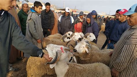 مباشرة من سوق ثلاث اولاد فارس إقليم سطات مع التمن حولي العيد الأضحى