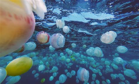 Como Flores En El Mar Un Brote De Medusas Inunda La Costa De Un Pueblo