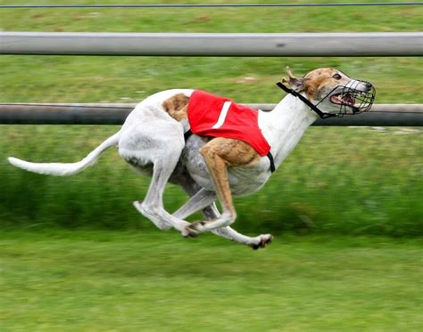 Greyhound Racing: 'Man's Best Friend' Abused and Killed | Animals Used for Entertainment