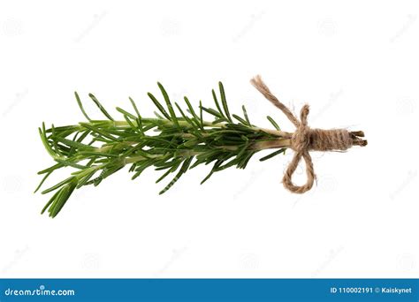 Fresh Rosemary Bunch Isolated On White Background Stock Image Image