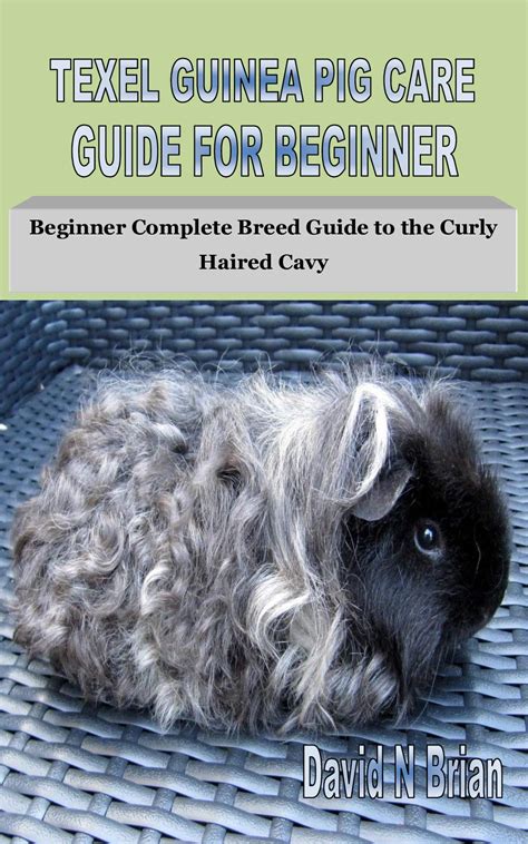 TEXEL GUINEA PIG CARE GUIDE FOR BEGINNER Beginner Complete Breed Guide