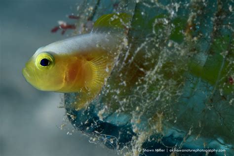 Fish Of Okinawa Okinawa Nature Photography