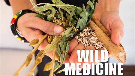 Foraging For Medicinal Plants An Educational Plant Walk In Colorado