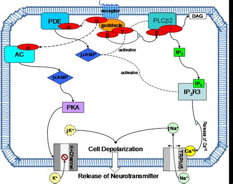 2 Proposed Signal Transduction Pathways For Sweet And Bitter Tastants