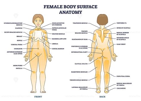 Female Body Surface General Anatomy With Medical Anatomy Outline