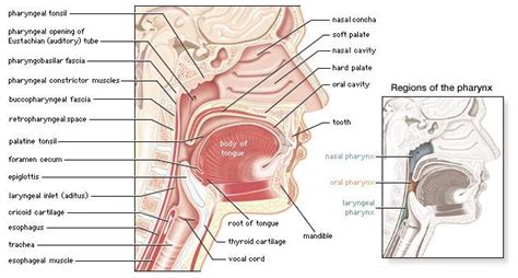 The function of the pharynx, esophagus & stomach in the digestive ...