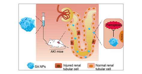 Renal Tubular Cells