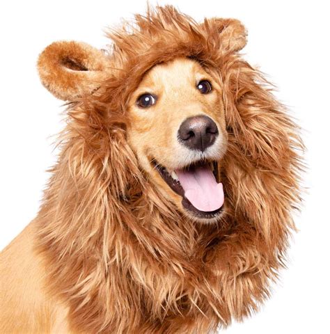 Golden Retriever Lion Costume Ubicaciondepersonascdmxgobmx