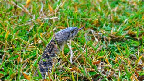 Checkered Keelback Snake Youtube