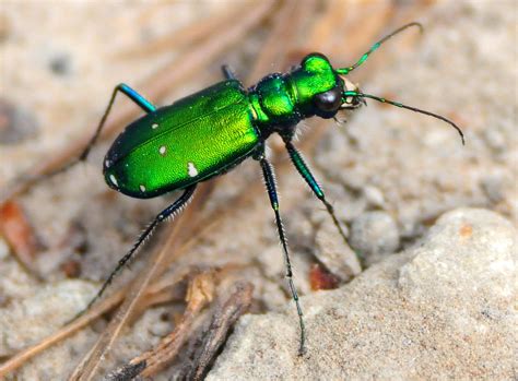 Six Spotted Tiger Beetle Nikon D Nikkor Mm F Af S Flickr