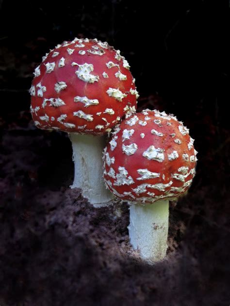 Wallpaper Id Two Land White Red Mushroom Time Fly Agaric