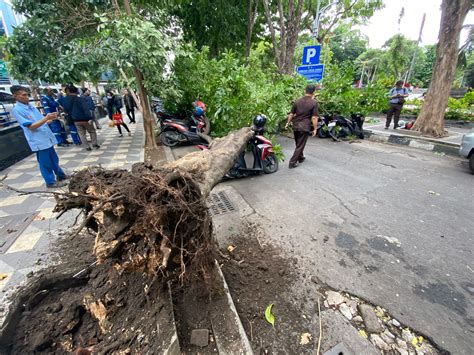 Pohon Tumbang Di Surabaya Menimpa Mobil Dan Motor Satu Orang Meninggal