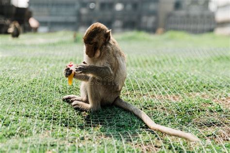 Monkeys in Lopburi, Thailand Stock Image - Image of life, lopburi ...