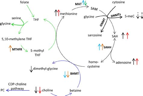 The One Carbon Cycle Comprised Of The Methionine Cycle Shown In