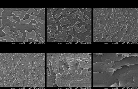 Sem Micrographs Of The Cryo Fractured Surface Of Pet Ezt Samples