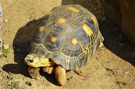 Tortuga Morrocoy de Patas Amarillas cuidados alimentación