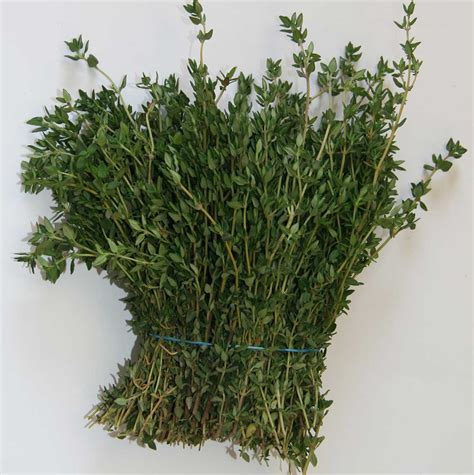 Купить Thyme оптом с доставкой - AVRORA flowers