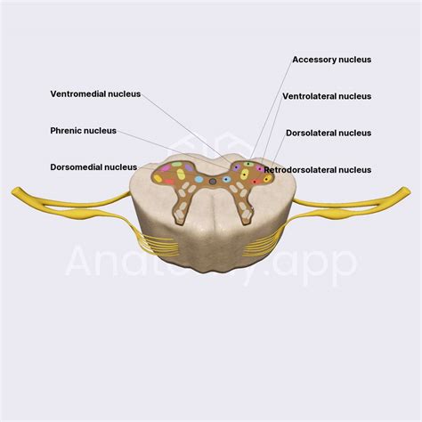 Nuclei of ventral horn | Spinal cord | Spine and Back | Anatomy.app ...