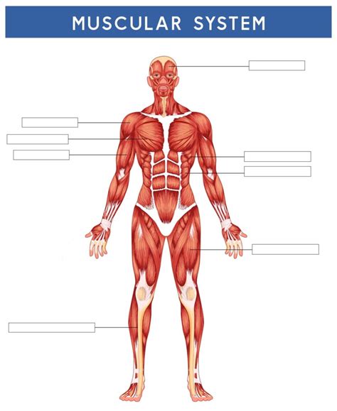 Anatomy Worksheets Printable - Printable Worksheets