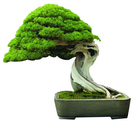 Bonsai Plants Bangalore Bonsai Trees Bangalore Buy Bonsai Plants Online