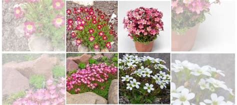 Камнеломка семена купить в Самаре | Товары для дома и дачи | Авито