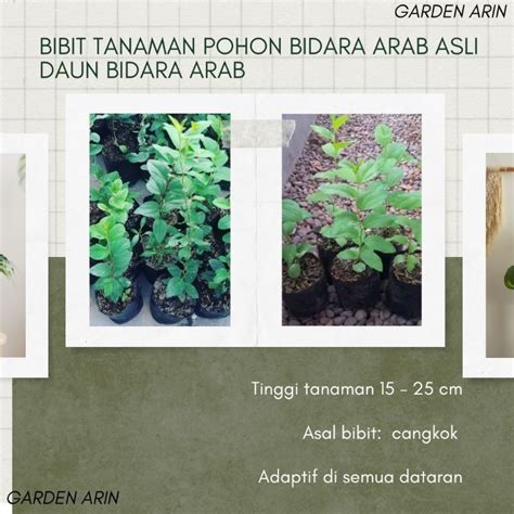 Jual Bibit Tanaman Pohon Bidara Arab Asli Daun Bidara Arab Shopee