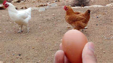 Gallina Pone Su Primer Huevo🥚 Luego De 6 Meses De Espera Negocio De