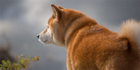 Shiba Inu Known for ‘Cheems’ Doge Meme Passes Away Following Cancer Struggle - Vigour Times