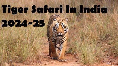 Top National Parks For Incredible Tiger Safari In India 2024 25 Tiger