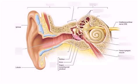 Ear Anatomy Diagram Quizlet