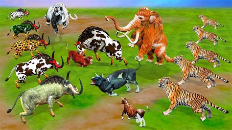 Zombie Tigers Vs Giant Bulls Vs Woolly Mammoth Fight Cow Cartoon