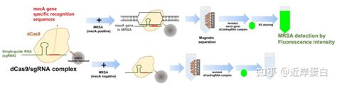 基于crisprcas9系统的新一代体外诊断技术 知乎